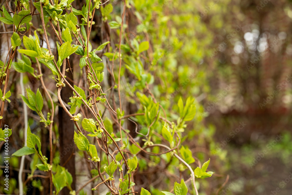young leaves of wild grapes in spring in the garden young leaves of wild grapes in spring in the garden