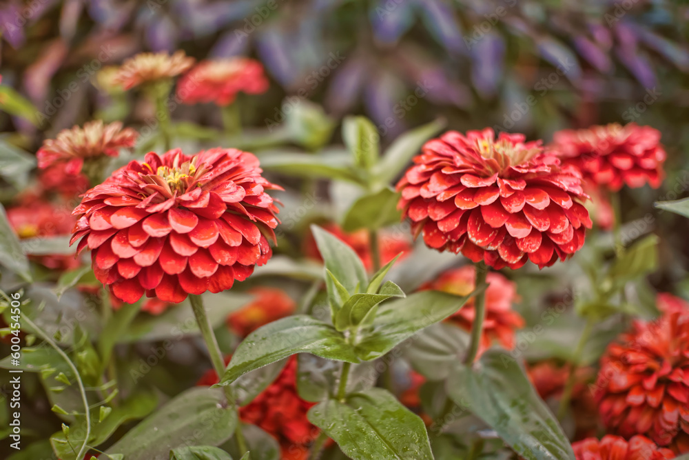 red flowers in the garden red flowers in the garden
