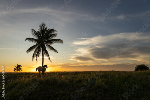 Beautiful horses next to a palm tree at sunset.