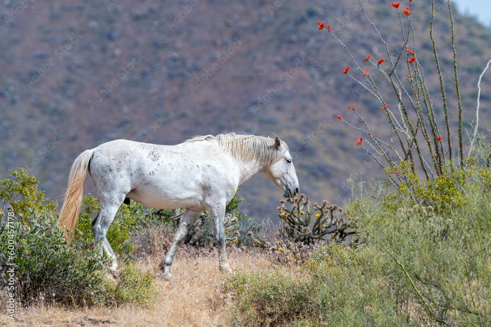 Obraz premium Wild horse by Ocotillo