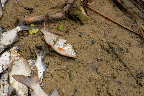 Martwa ryba na brzegu, skażone jezioro photo