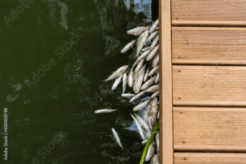 Martwe ryby w jeziorze