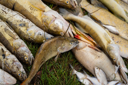 Śnięte ryby, katastrofa ekologiczna