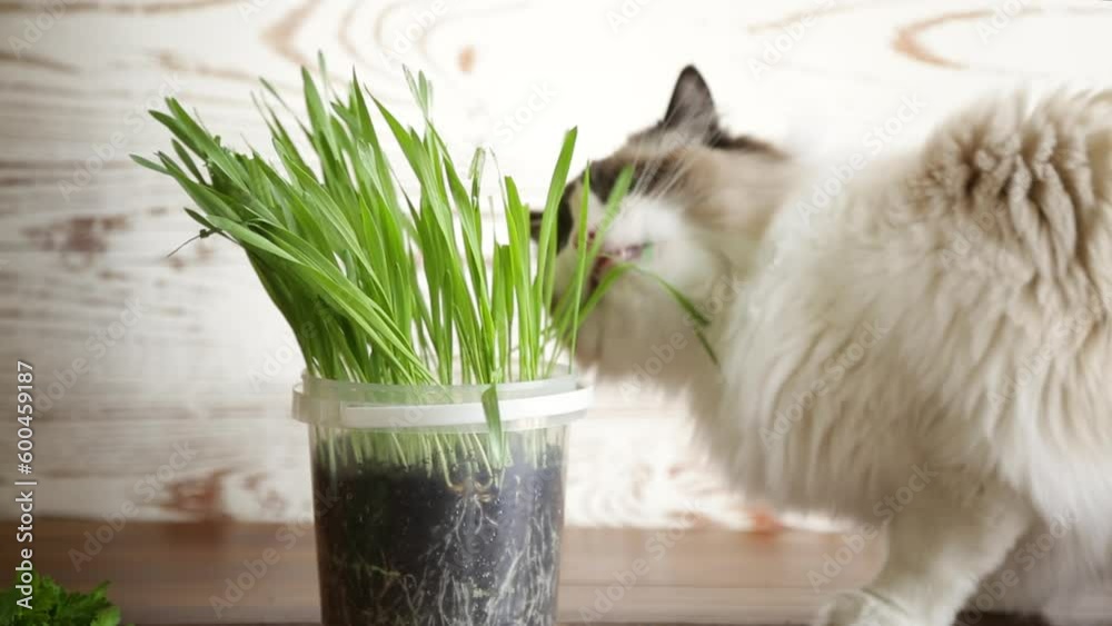 Domestic cat breed Ragdoll eats green grass growing in a bucket.