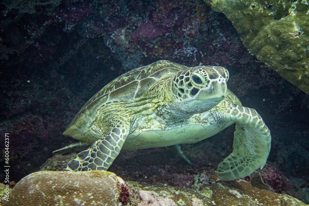 Fototapeta premium Turtel: Diving Nabucco & Nunukan Island - Maratua Atoll Indonesia