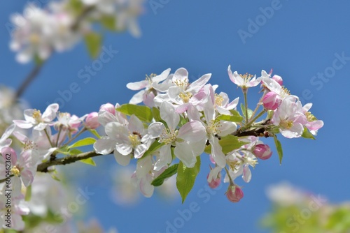 closeup on flowers blooming on a apple tree on blue sky background in springtime