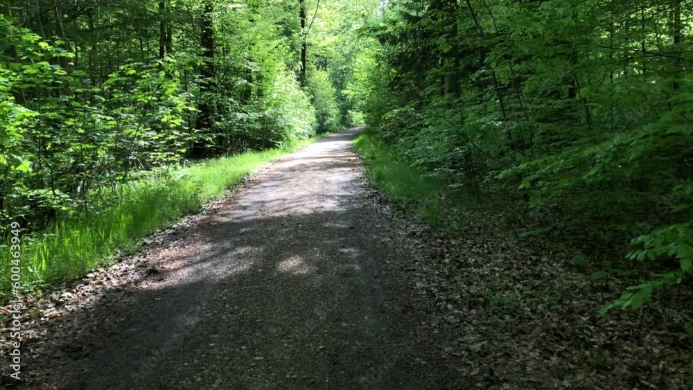 walking through a forest in springtime with first green leaves walking through a forest in springtime with first green leaves