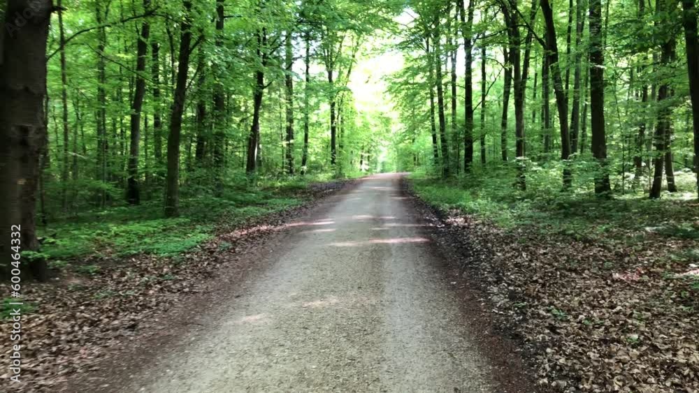 walking through a forest in springtime with first green leaves walking through a forest in springtime with first green leaves