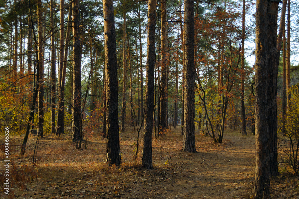 Trunks of pine trees in the autumn forest in the light of the evening sun at sunset Trunks of pine trees in the autumn forest in the light of the evening sun at sunset