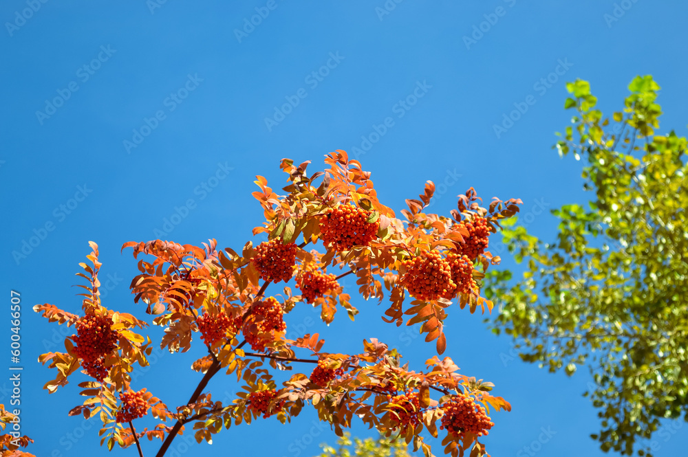 Ripe and juicy bunches of rowanberries hanging on a branch against a blue sky Ripe and juicy bunches of rowanberries hanging on a branch against a blue sky