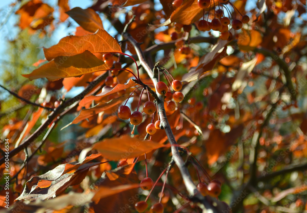 Ripe crab apples on a tree branch in close-up Ripe crab apples on a tree branch in close-up