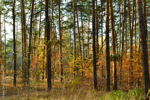 Fototapeta Naklejka Na Ścianę i Meble -  The tall, slender trunks of the pine trees in the autumn woods under the evening sun