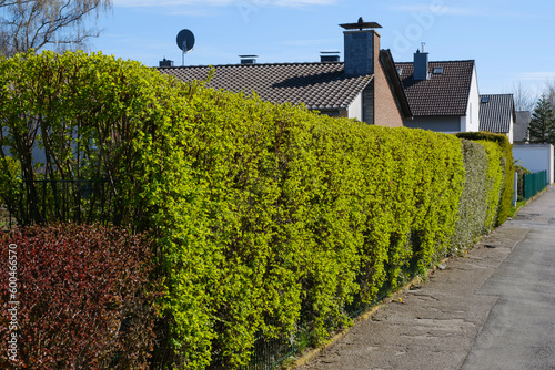 Liguster Hecke vor Einfamilienhaus, Dortmund, Nordrhein-Westfalen, Deutschland, Europa