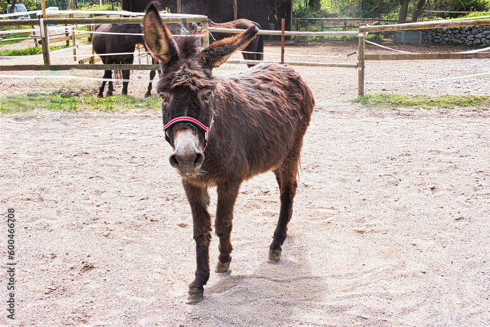 Fototapeta premium Fifteen-year-old little donkey who, after a career as a milk producer, retires to keep a blind mare company.