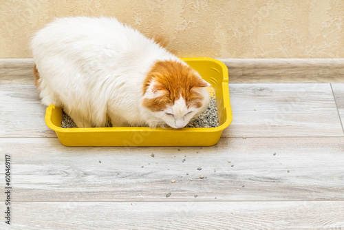 Canvas Print the cat climbed into the tray and scattered the filler