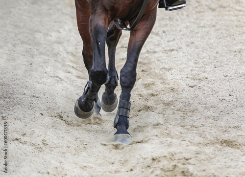 legs of horse