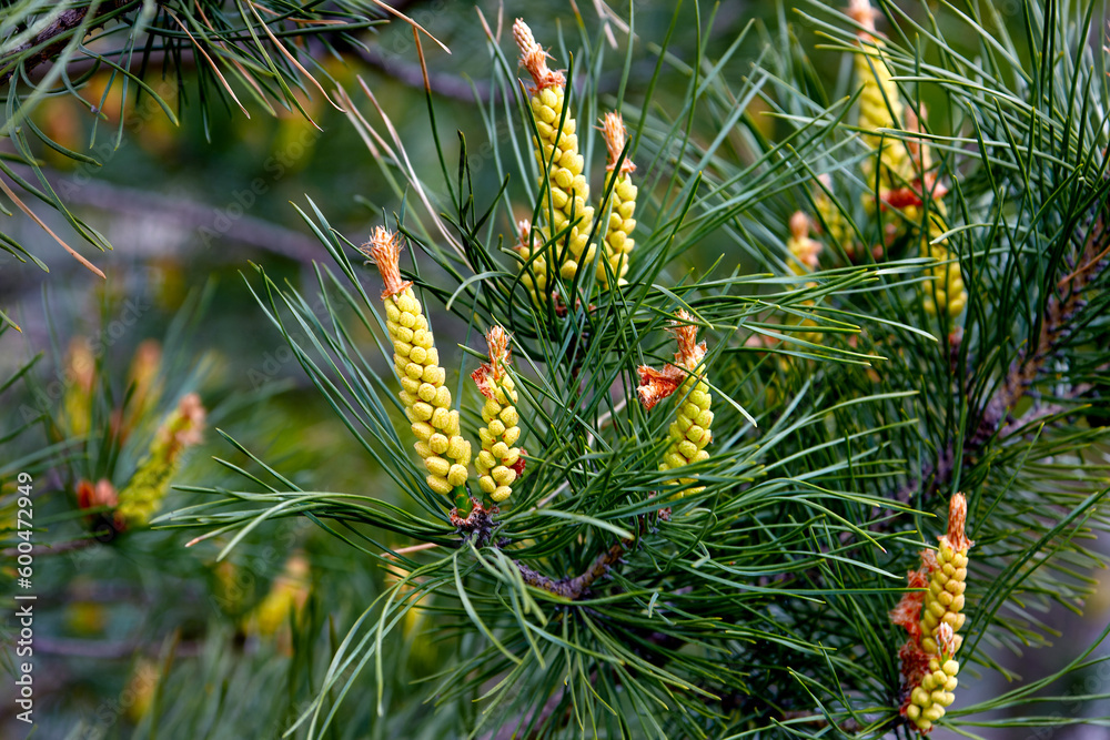 sprig of flowering pine on a green background sprig of flowering pine on a green background