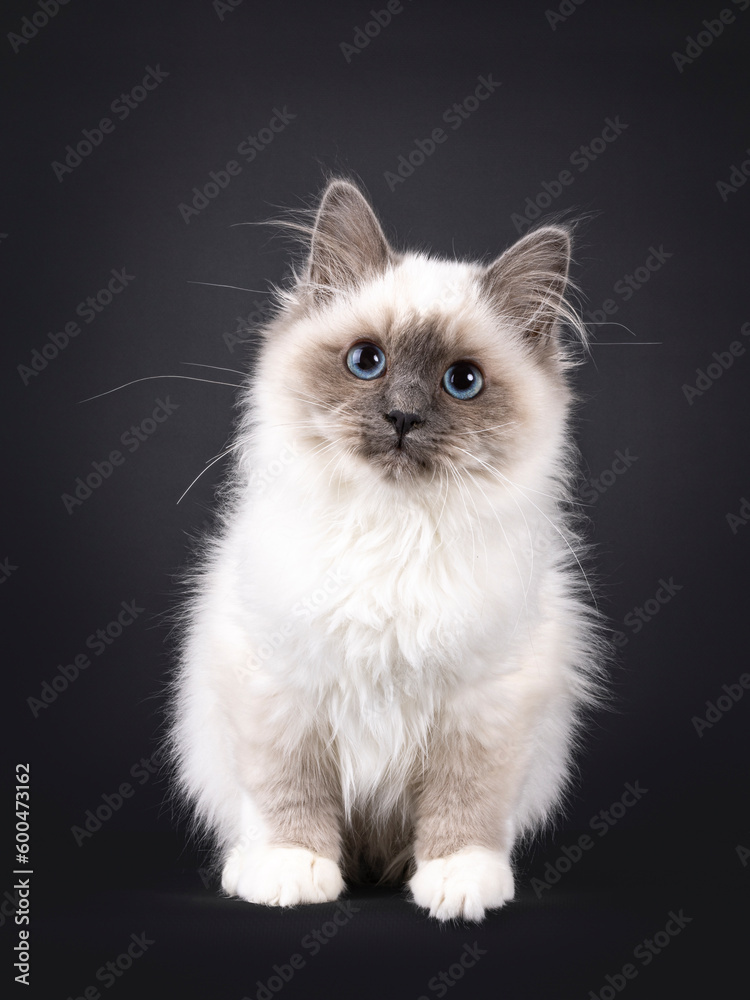 Adorable fluffy Blue point Sacred Birman, sitting up facing front. Looking straight to camera. Isolated on a black background.