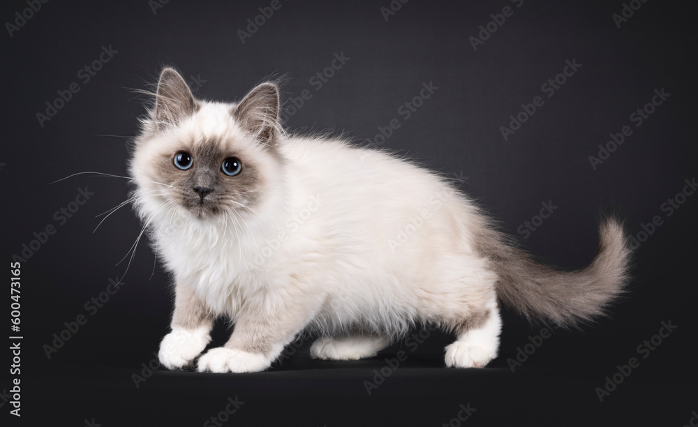 Adorable fluffy Blue point Sacred Birman, walkign side ways. Looking straight to camera.Isolated on a black background.
