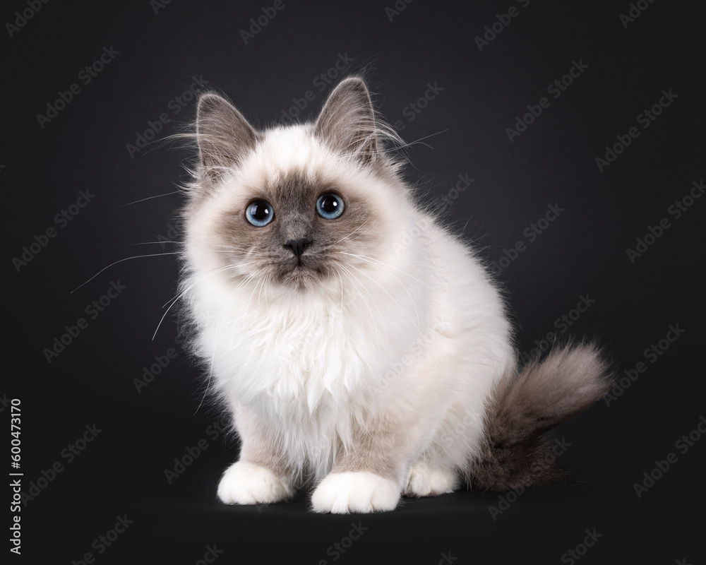 Adorable fluffy Blue point Sacred Birman, sitting up side ways. Looking straight to camera.Isolated on a black background.