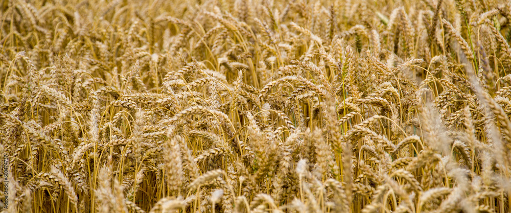 Field of ripe golden wheat close-up. Ears of wheat in the field Field of ripe golden wheat close-up. Ears of wheat in the field