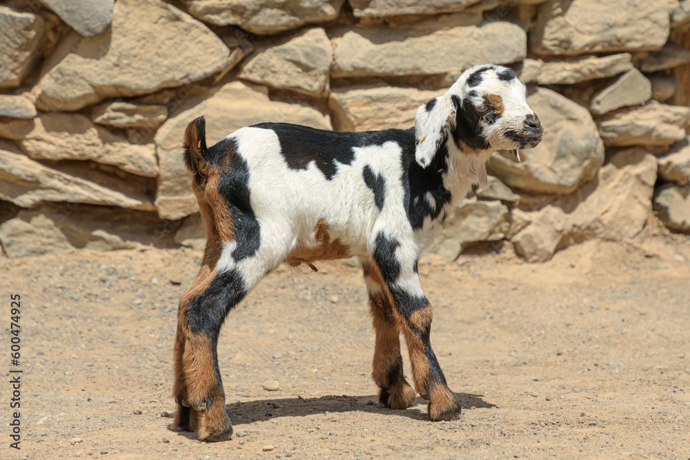 A young goat wags its tail in anticipation, eager to discover the farm. The little billy goat may be small, but it brings so much happiness to those around it.