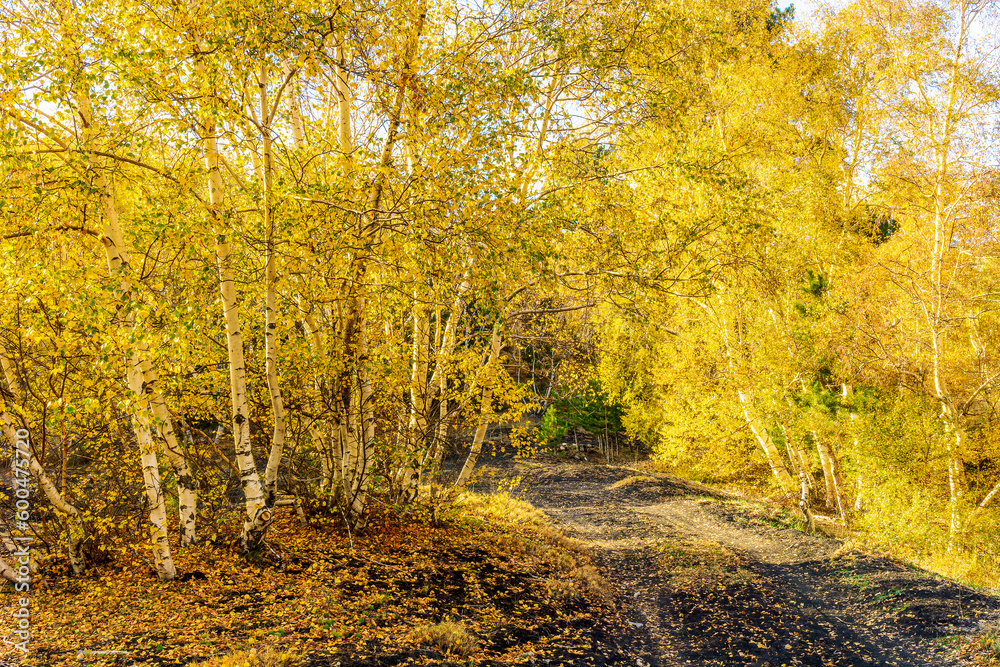 Fototapeta premium amazing autumn country road among yellow birch trees forest, branches with golden leaves and orange bushes, leadinfar away to nature