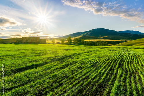 Scenic view at beautiful spring sunset in a green shiny field with green grass and golden sun rays  deep blue cloudy sky on a background   forest and country road  summer valley landscape