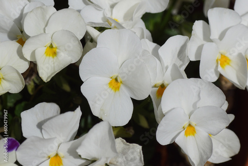 Close up white with yellow flowers of Garden pansies. Violets (Viola cornuta) in spring. Violet family Violaceae. 