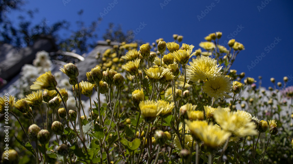 Obraz premium Yellow garden flowers in autumn