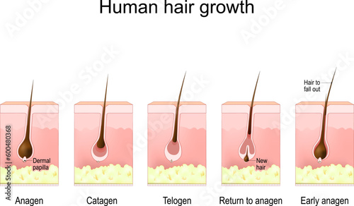Human hair growth. life cycle of hair follicle. phases anagen, catagen, telogen, photo