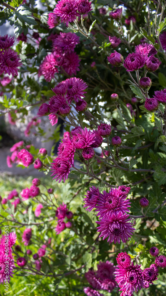 Purple flowers in the summer garden Purple flowers in the summer garden