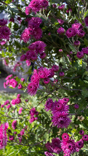 Purple flowers in the summer garden