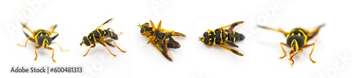 flower, hover, Syrphid or drone fly - Carolinian Elegant - Meromacrus acutus - bright yellow and black colors with stripes that mimic a bee or wasp isolated on white background, five views photo