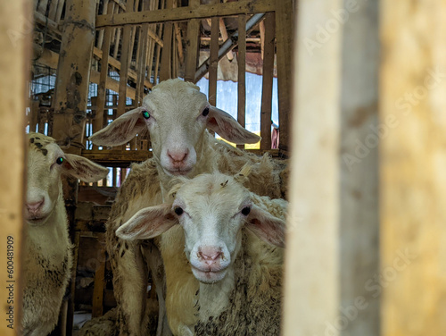 A sheep or Ovis aries in the pen in blitar, indonesia 