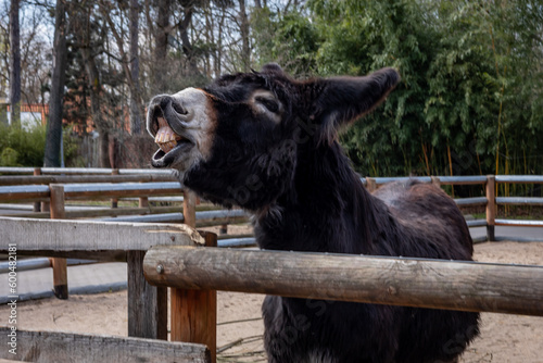 Canvas Print Black donkey braying and showing teeth, at the fence in front of a wooden stable