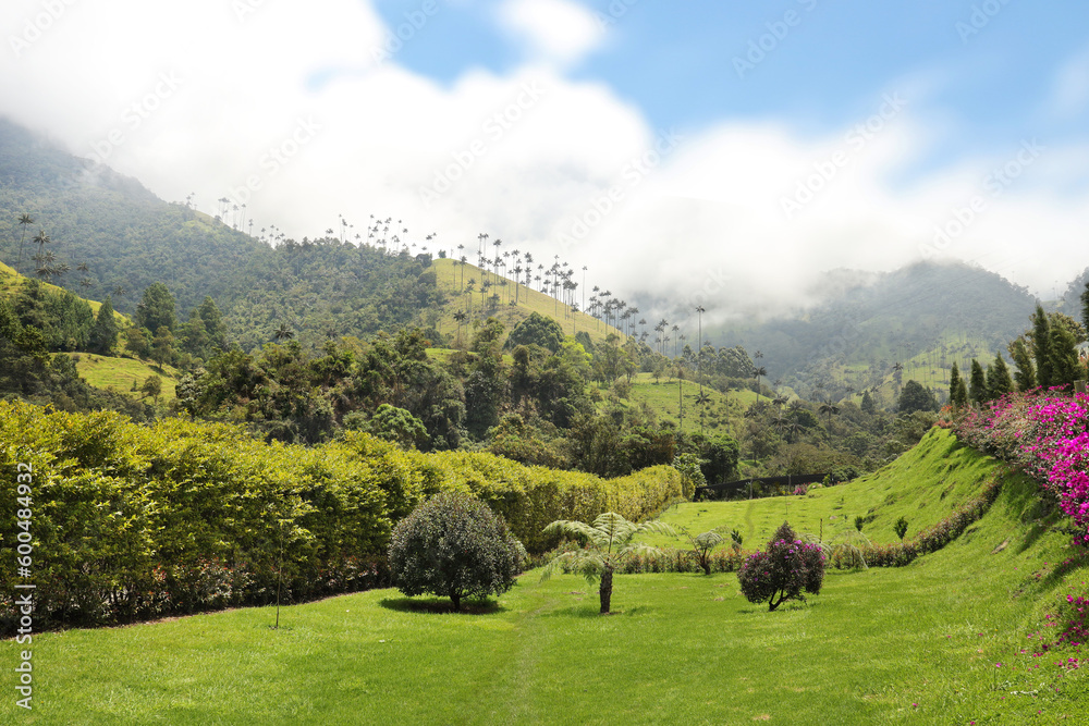 Cocora valley near Salento with enchanting landscape of pines and eucalyptus towered over by the famous giant wax palms, , Colombia.