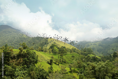 Cocora valley near Salento with enchanting landscape of pines and eucalyptus towered over by the famous giant wax palms    Colombia.