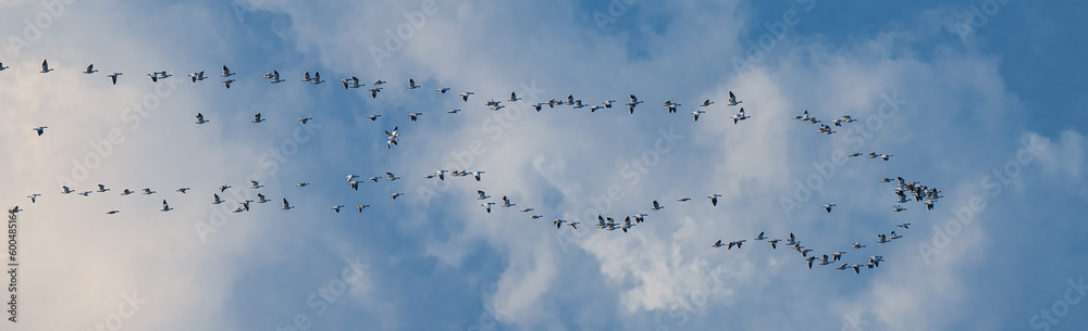 Migrating Snow Geese (Anser caerulescens) Migrating Snow Geese (Anser caerulescens)