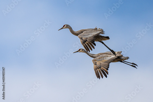 Sandhill Cranes (Grus canadensis) Preparing for Landing