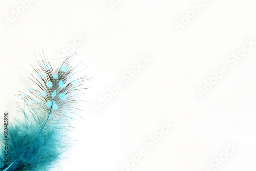 beautiful colorful feathers pattern texture in white background mock up with text copy space © gv image