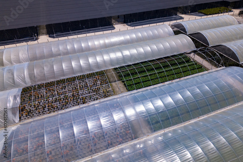 The greenhouses are covered with plastic sheets. flowers and plants farm in Florida  photo