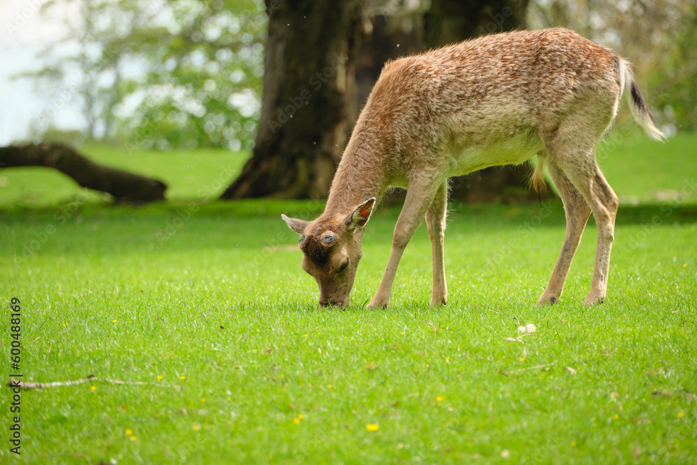 Solitary deer grazing in a park Solitary deer grazing in a park