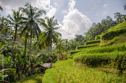 Rice terrace Ubud on Bali in Indonesia
