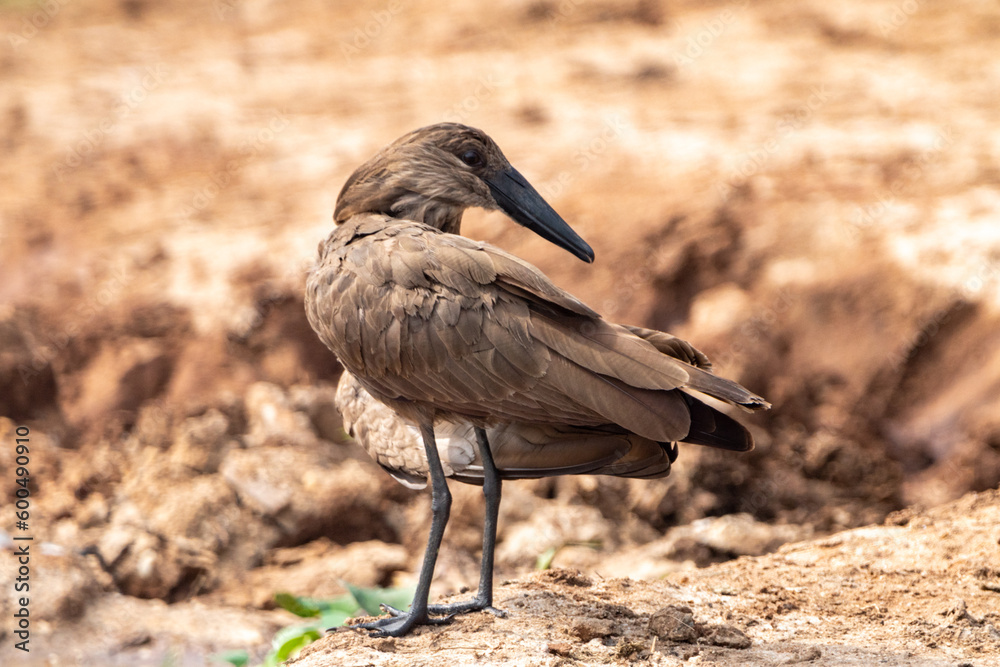 Obraz premium Hamerkop, a bird species of Scopidae, is a medium-sized waterfowl found in Africa wetlands. Taken in Queen Elizabeth National Park Uganda