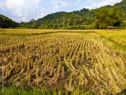 A view of the vast rice fields with cloudy sky in Blitar, indonesia photo