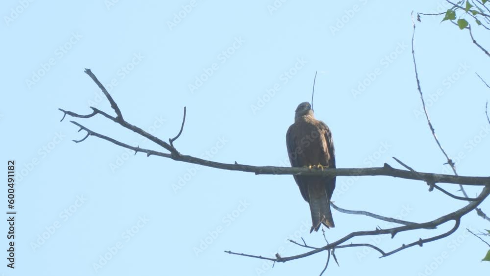 A predatory Black kite sits on a dry branch on a dry branch against a blue sky background. Milvus migrans. A predatory Black kite sits on a dry branch on a dry branch against a blue sky background. Milvus migrans.