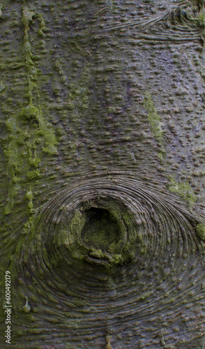 Details of the bark of abies x arnoldiana