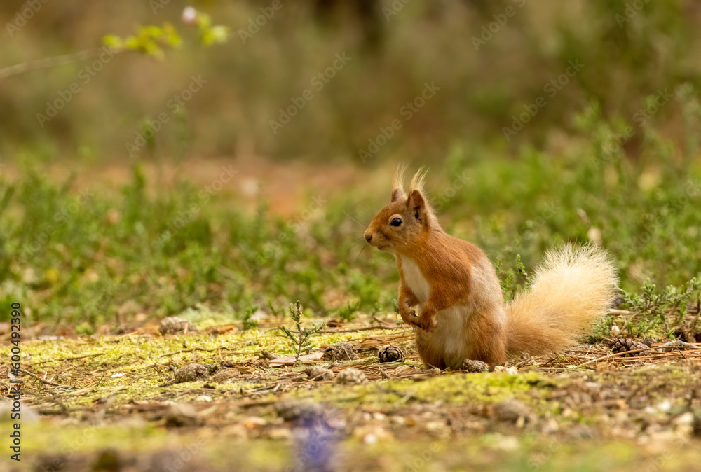 Beautiful little scottish red squirrel in the spring sunshine looking around in the woodland undergrowth Beautiful little scottish red squirrel in the spring sunshine looking around in the woodland undergrowth