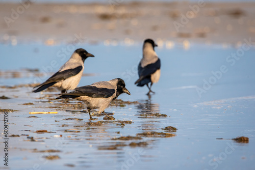 The hooded crow  Corvus cornix  on a beach